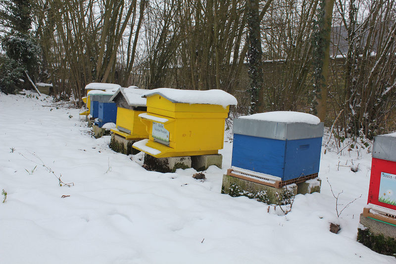 La ruche Sololbe Mouque